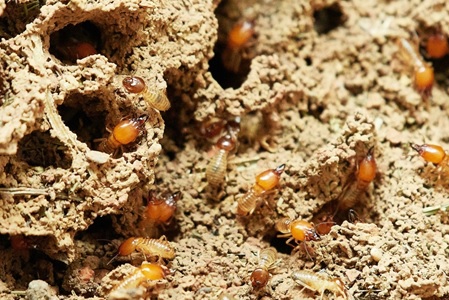How to proactively protect your property from termites